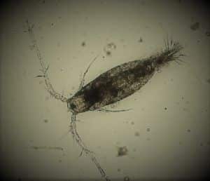 Zooplancton marin copépodes calanoide