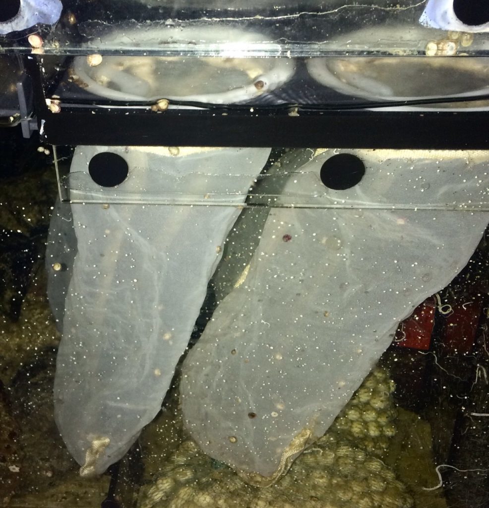 Filtre microbag phytoplancton