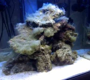 Aquarium recifal au démarrage