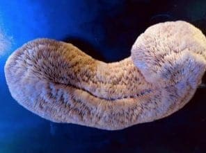 Coraux ahermatypiques