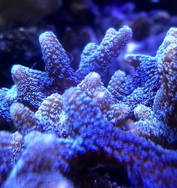 Seriatopora caliendrum