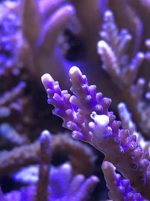 acropora