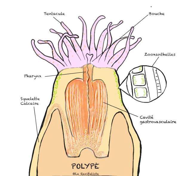 Polype d'un corail avec des zooxanthelles