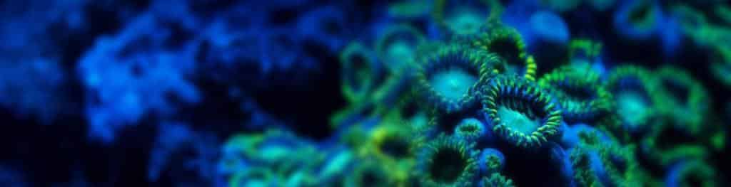 Banner recifaliste phytoplancton et zooplancton