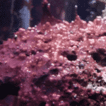 cyanobacterie recifal cyanobacterie recifal