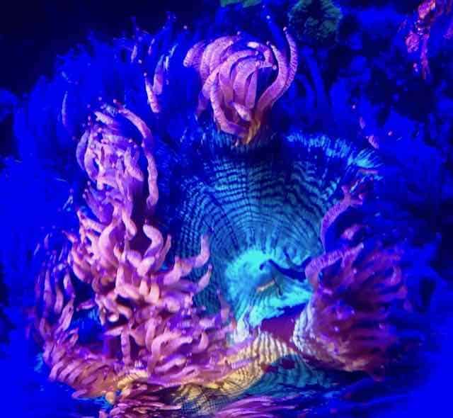 Catalaphyllia Jardinei sous bleu