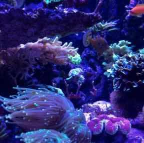 Euphyllia dans un aquarium recifal