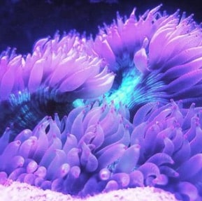 Catalaphyllia dans un aquarium recifal