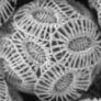 coccolithes