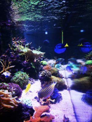 Aquarium recifal Aquarium recifal