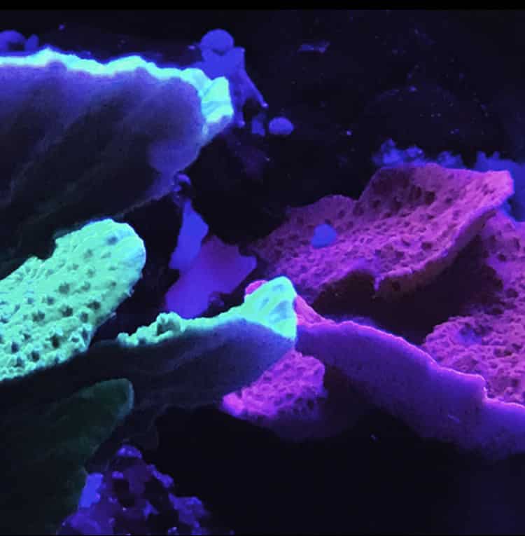 aquarium recifal et coraux montipora plateau aquarium recifal et coraux montipora plateau