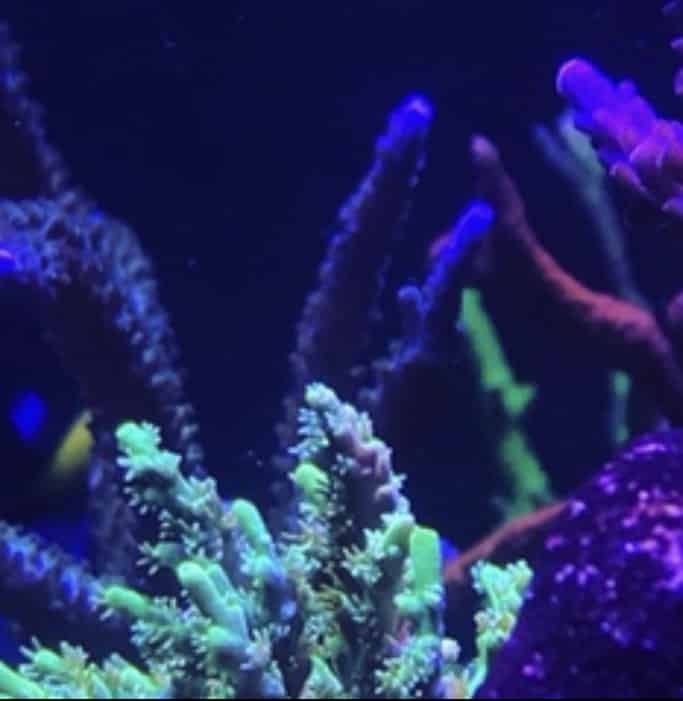 aquarium recifal et coraux SPS aquarium recifal et coraux SPS