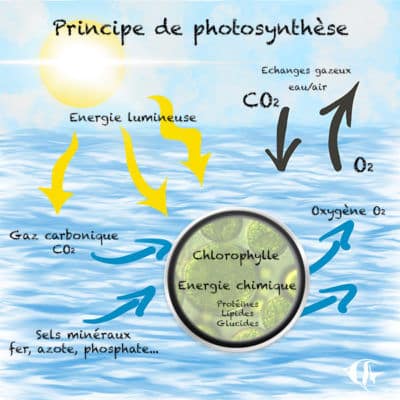principe de Photosynthèse et le phytoplancton