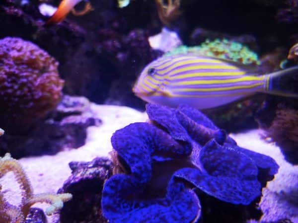 aquarium recifal et bénitiers aquarium recifal et bénitiers