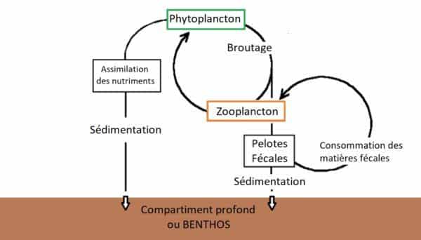 Flux des matières consommées par le zooplancton marin Flux des matières consommées par le zooplancton marin