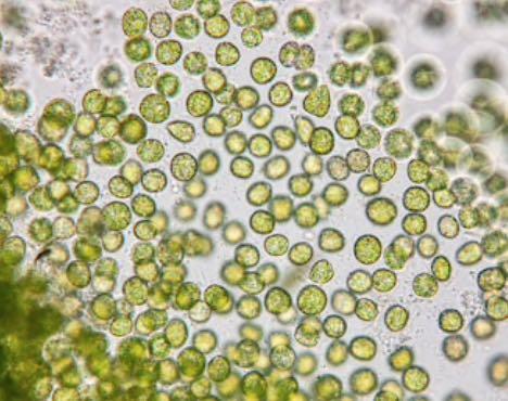 Phytoplancton marin vivant au microscope Phytoplancton marin vivant au microscope