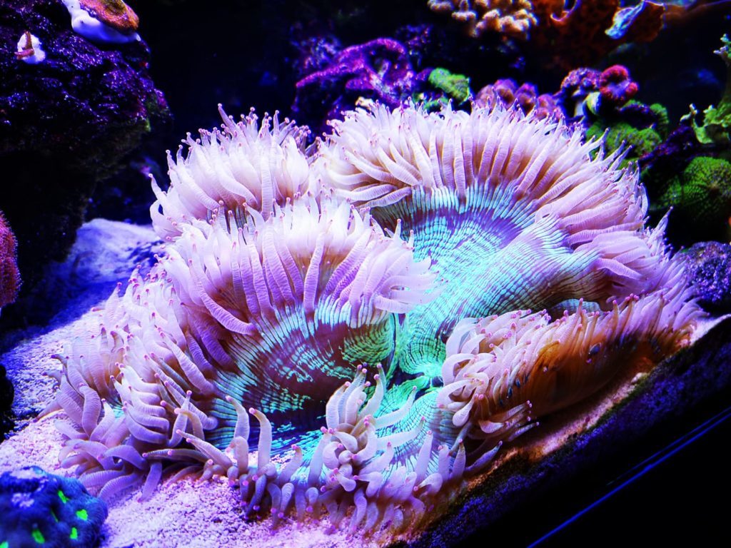 Catalaphyllia jardinei nourrit au phytoplancton Catalaphyllia jardinei nourrit au phytoplancton