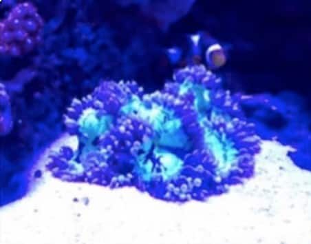 Catalaphyllia jardinei