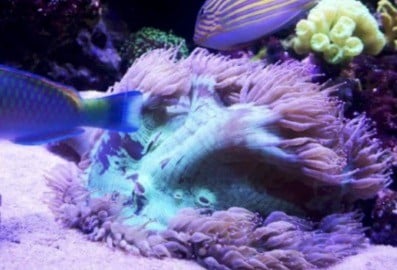 Catalaphyllia jardinei