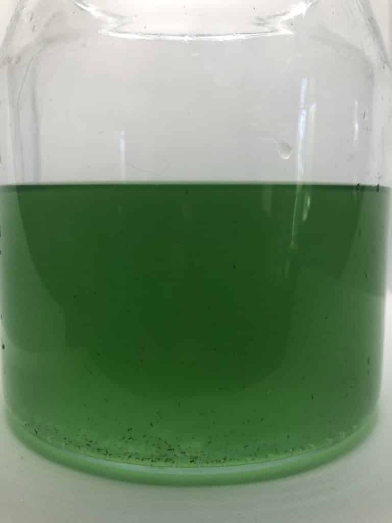 Culture de rotifere avec phytoplancton vivant