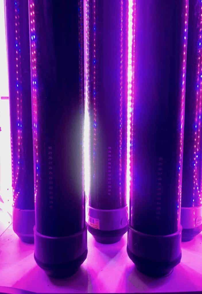 réacteur phytoplancton