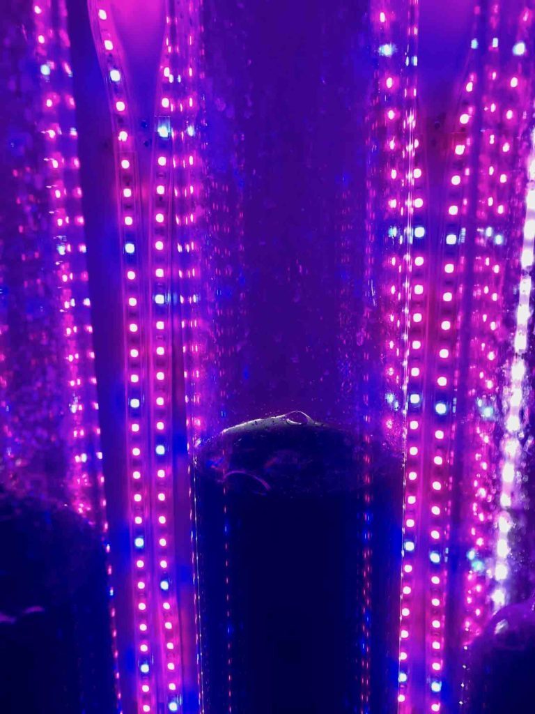 réacteur phytoplancton lumière horticole