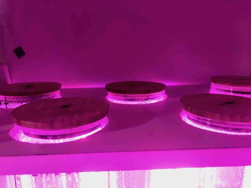 réacteur phytoplancton vu du dessus