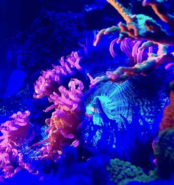 Catalaphyllia Jardinei sous bleu recifal