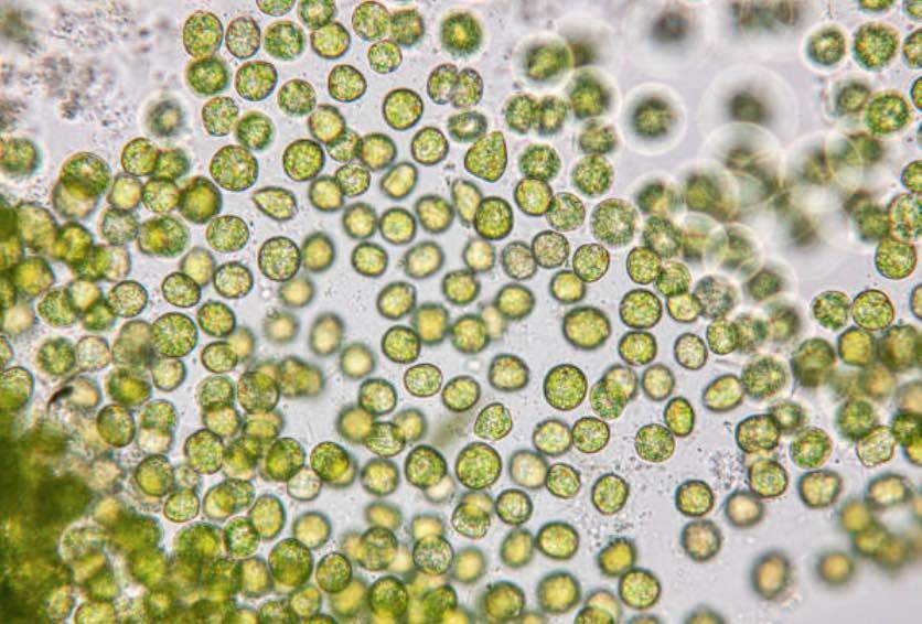 Phytoplancton marin vivant au microscope