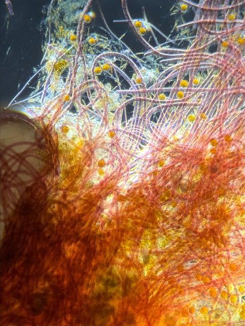 cyanobacterie rouge dans aquarium recifal