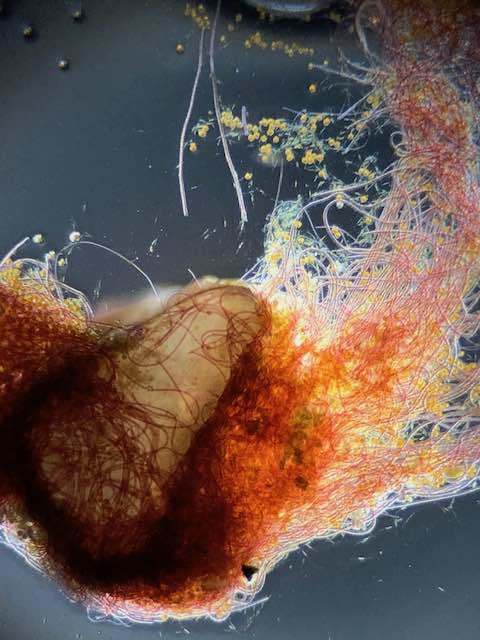 cyanobacterie rouge filamenteuse dans un aquarium recifal