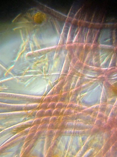 cyanobactérie aquarium rouge au microscope