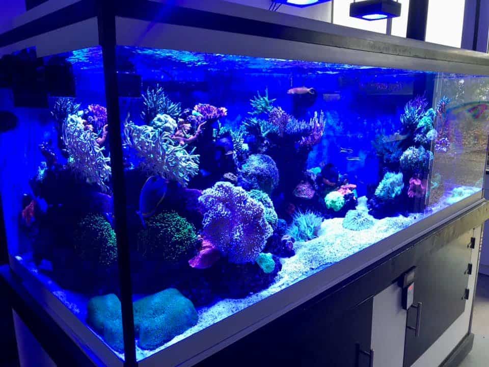 Bac recifal vu de coté chez abysses aquarium nantes