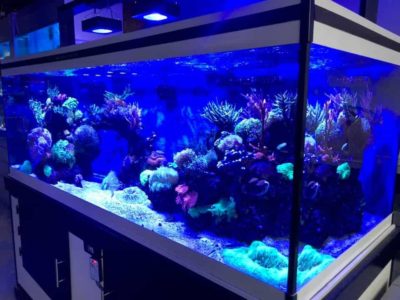 Bac recifal chez abysses aquarium nantes