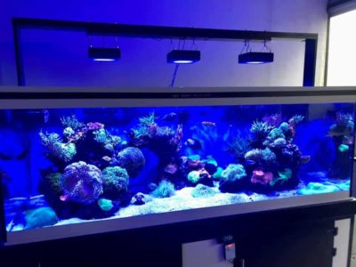 Bac recifal vu de devant chez abysses aquarium nantes