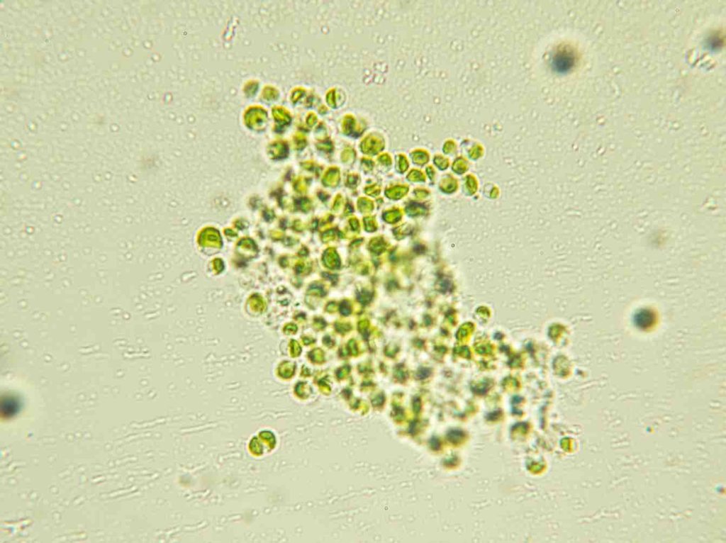 Nannochloropsis salina