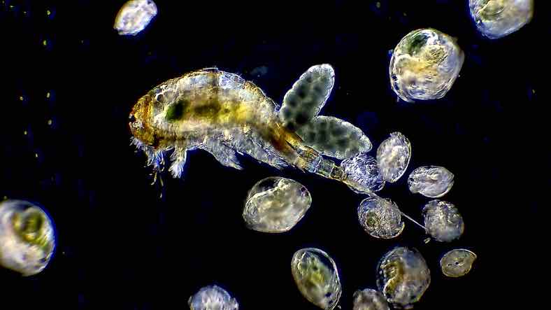 Copepode avec des oeufs