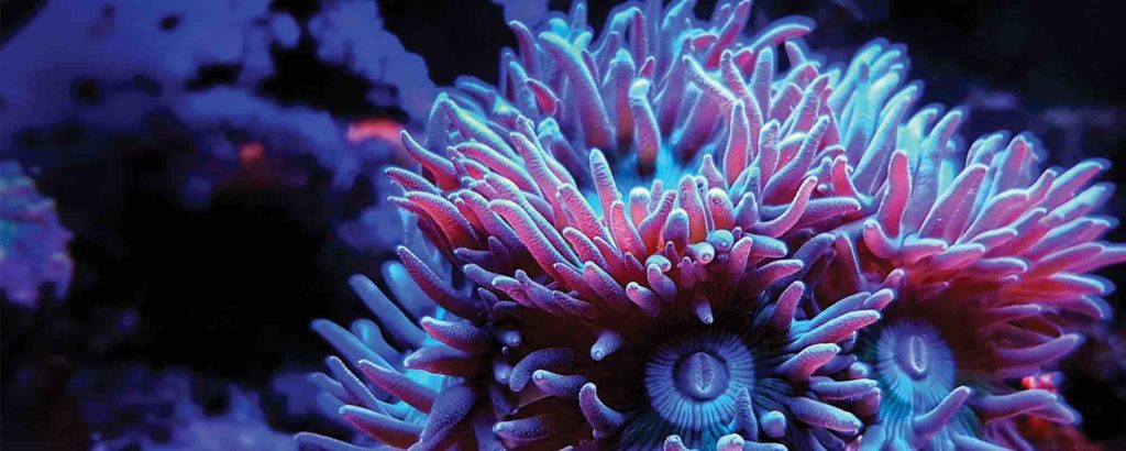 LPS capturant du phytoplancton