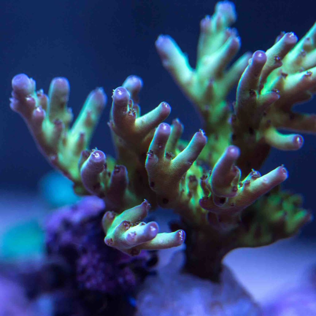 green Acropora