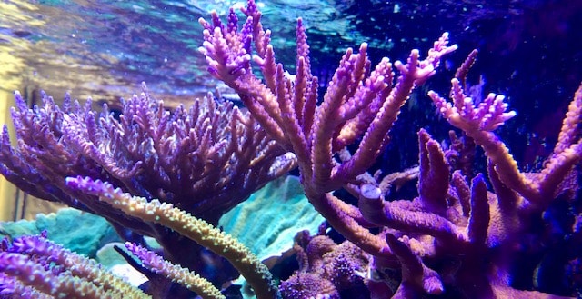 coraux aquarium recifal