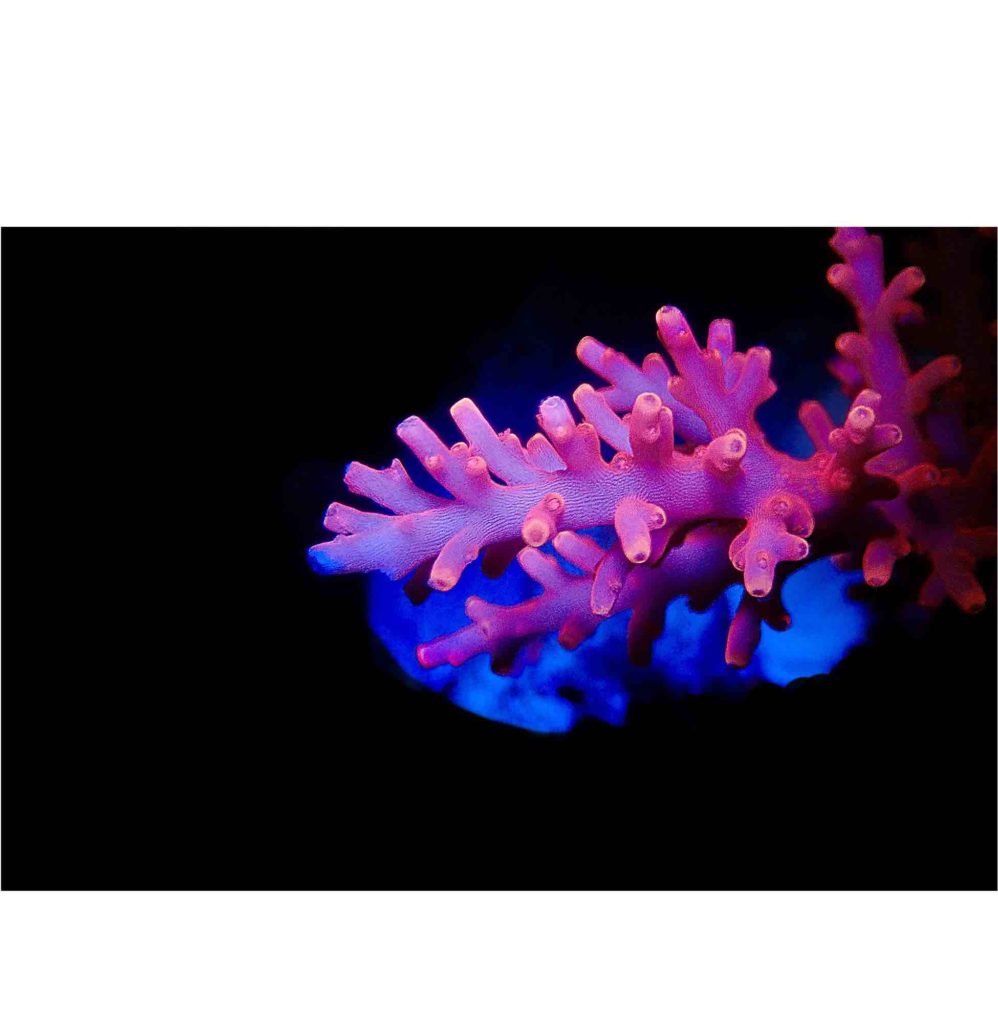 Photo corail Acropora echinata