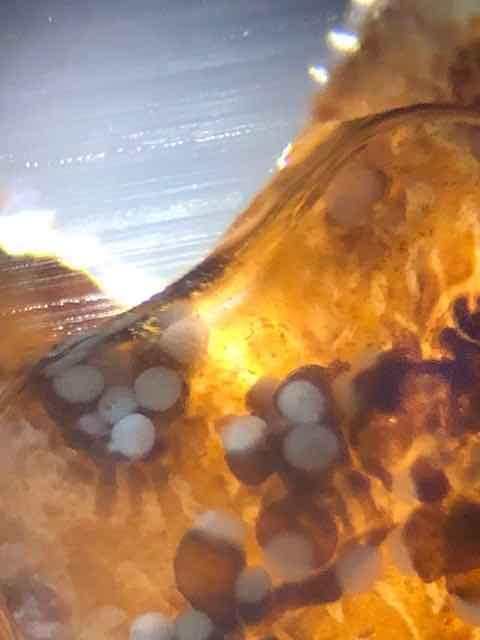 Polypes au miscroscope duSeriatopora caliendrum