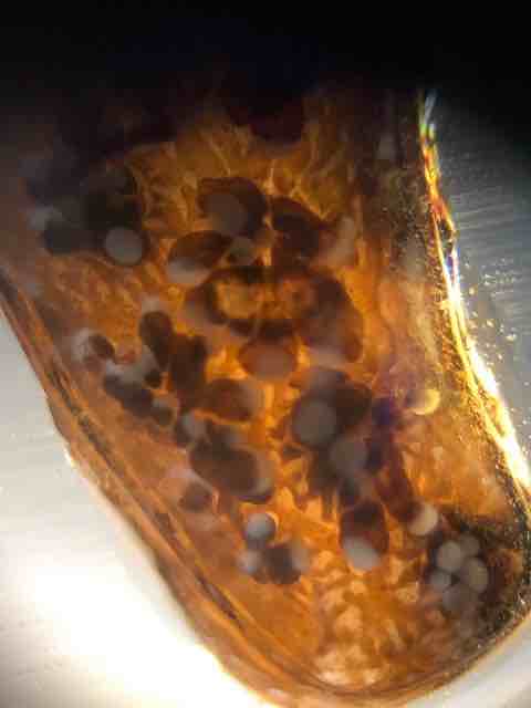 Polypes au miscroscope duSeriatopora caliendrum