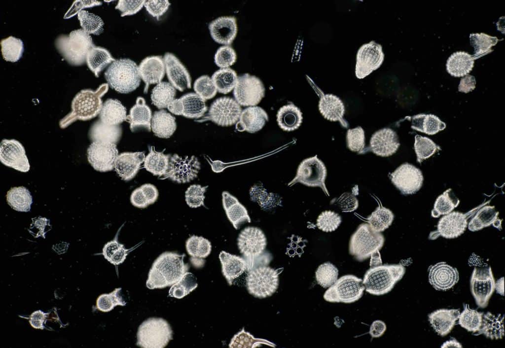 protozooplancton