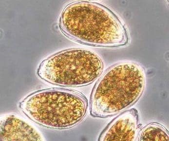 Dinoflagellés dans l'aquarium recifal