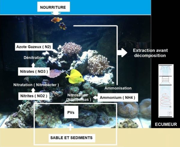 Comment brasser un aquarium d'eau de mer récifal ? 