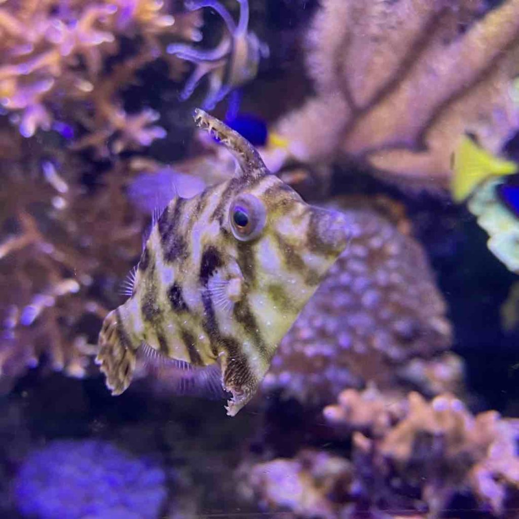 Acreichthys Tomentosus qui mange aiptasia dans un aquarium recifal