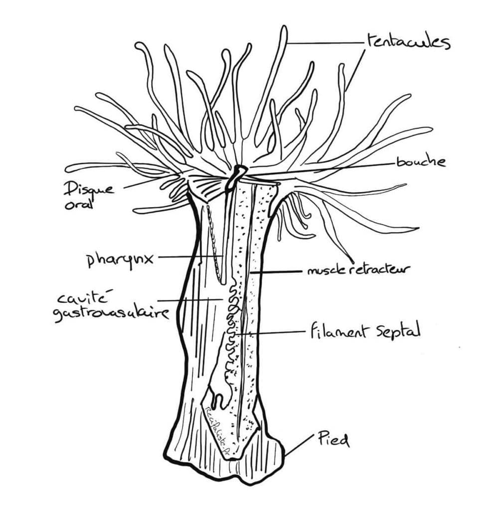 Aiptasia ou anemone de verre en croquis