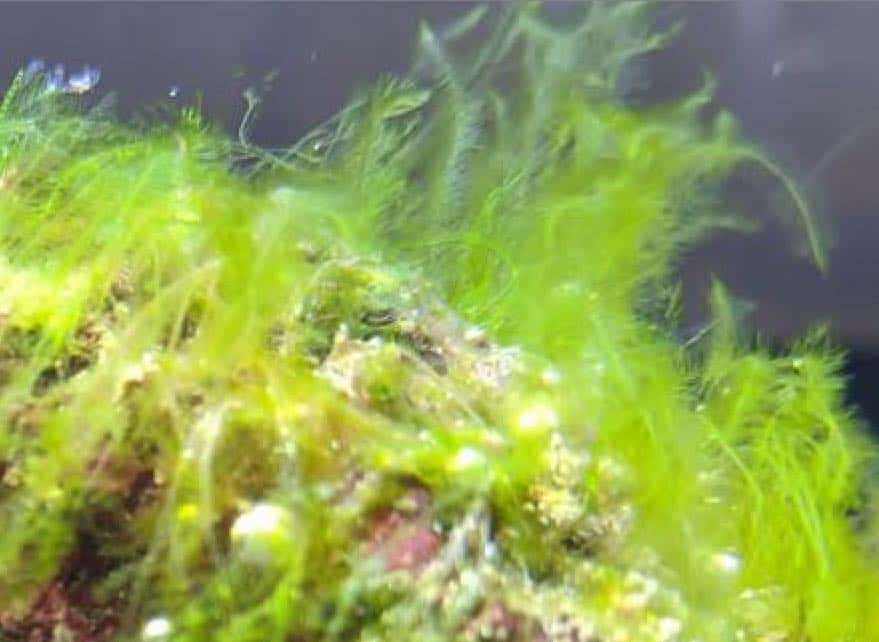 algue bryopsis dans aquarium recifal