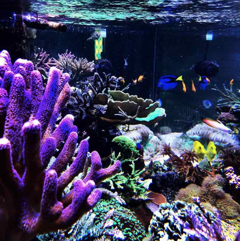 aquarium recifal avec des coraux SPS